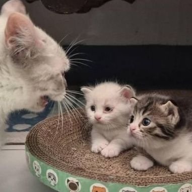 meronymo's profile picture. Jhaya