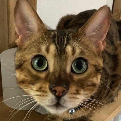 10_lose_weight's profile picture. カレーと犬とネコ