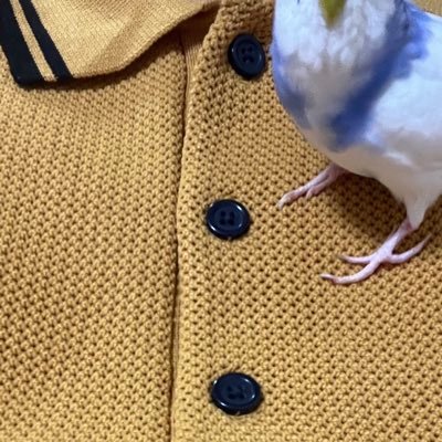 shusyu_juggling's profile picture. 04 - x23 - oua(無所属) - ディアボロ 2023/4 〜