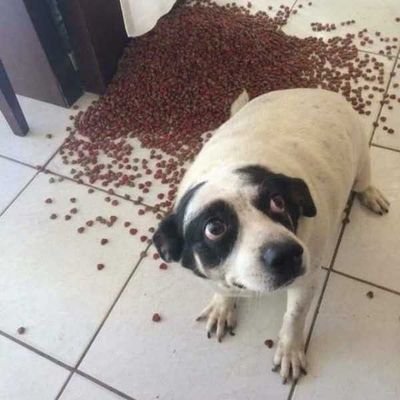 ratoesquizo's profile picture. meu sonho é desenhar onibus no rio de janeiro