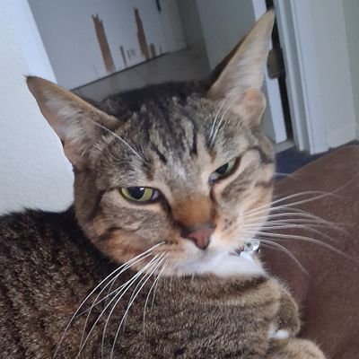 Carlo841142's profile picture. 