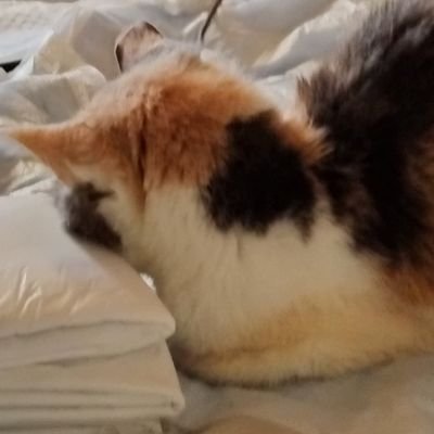 ariorisan's profile picture. 創作アカウントですけれども、ゆえあってねこになりました。