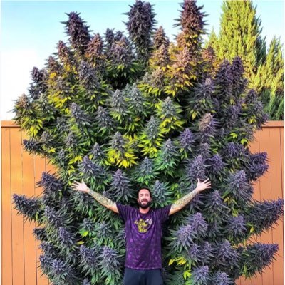 growhydrodude1's profile picture. Director