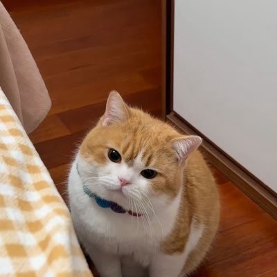 bibookay's profile picture. dek70