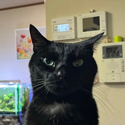 shiuki_'s profile picture. リアクション遅め