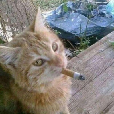 icevanillaperry's profile picture. ⋆˚꩜｡ i am a roman candle, my head is full of flames ⋆˚꩜｡