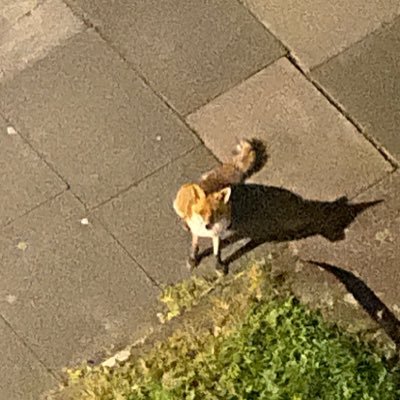 KEZIKUNIM's profile picture. 