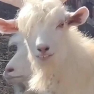 exchidna's profile picture. sg penting bahagiamu, bahagiaku urusanku kro waifuku