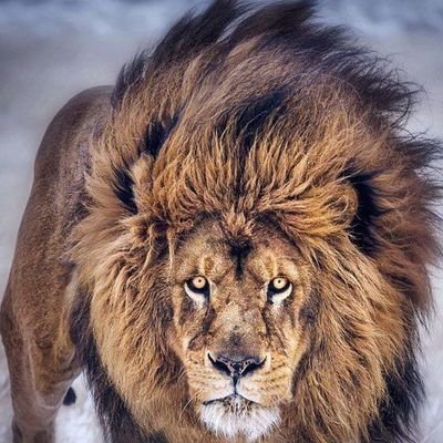 MehmetA33422997's profile picture. 