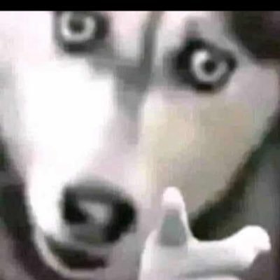 BendoMicmac's profile picture. Dev killer