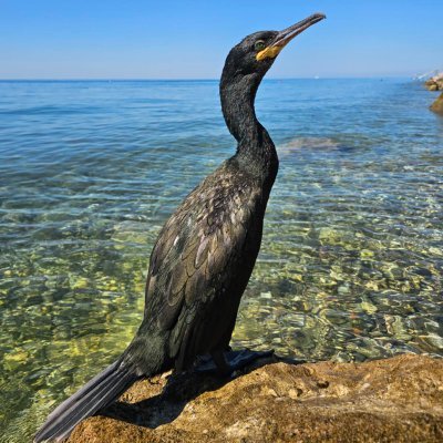 BlazSpegelj's profile picture. 