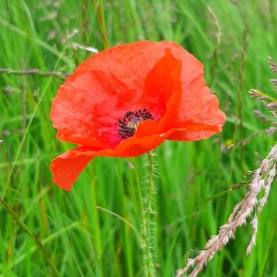 rob_o_parsons's profile picture. Married to @Jo_Forty, 2 boys, life long Spurs fan, Beaver Scout Leader, Dr Who fan, living in Ireland