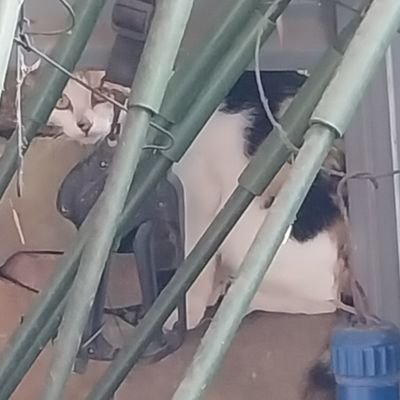 cat_inferuno's profile picture. 반욲음