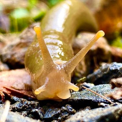 Untold_NA's profile picture. No Limits... CC FINALIST 🏳️‍⚧️🏳️‍🌈🇵🇸💜 so in the flow call me fluid 🐌 he/she/they/sluhhhh