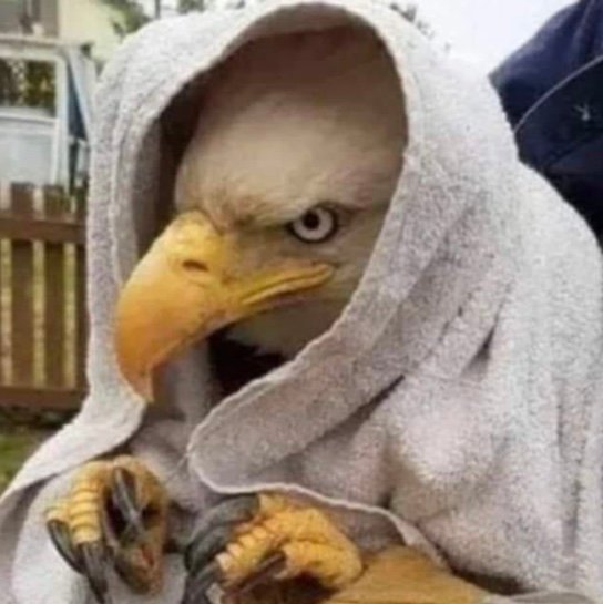 XopinionaterX's profile picture. God Bless America 🇺🇸