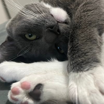 goblnvomit's profile picture. ・°°・(＞_＜)・°°・ ♡ 21 ♡