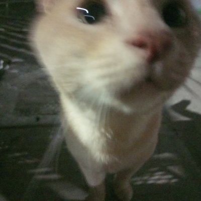 Vychimichi's profile picture. 