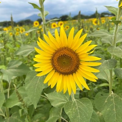 hayX7pWHoT1453's profile picture. 何か楽しいことを見つけたい