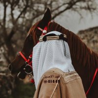 ‏ ༄𑁍 αℓαsɪℓ (@4l44i) 's Twitter Profile