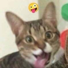 EnriquePanque's profile picture. 