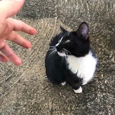 zerooit0's profile picture. videogame & galo - PS5 🎮