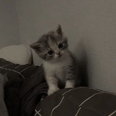 _meowmode's profile picture. 