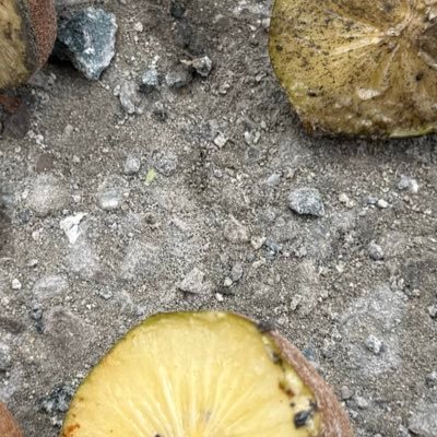 あかさたな Profile