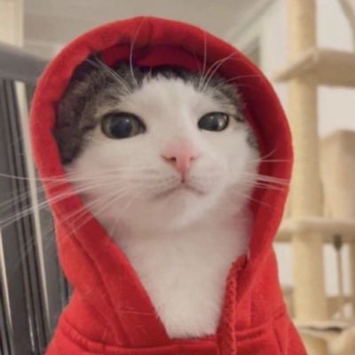 SuperGuri's profile picture. Um nerd que sonha roubar o Mjölnir, juntar as esferas do dragão, achar o One Piece e ter um Megaman de estimação. Advogado, mas esse perfil é pessoal.