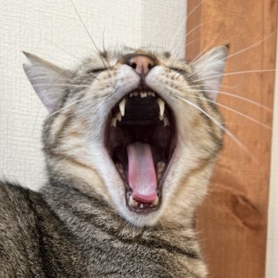 WhiteCurry_Rice's profile picture. 猫、趣味のゲーム、ゲーム実況などを愛でるアカウント