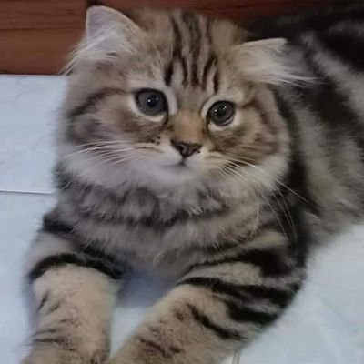 spyy_1414's profile picture. 🫧🤍🫶🏻 #Yoko ความรักอยู่รอบๆตัวคุณ เสมอไป🫧
(@Spy_1414 กำลังกู้แอคคืน)