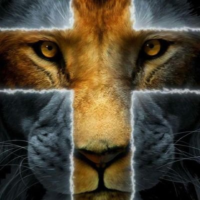 Doginthewindow1's profile picture. Please  no dms unless your family or personal friend thank you..