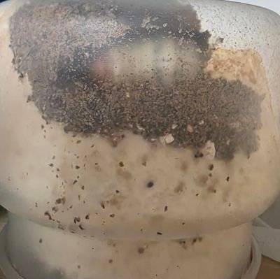 specialmassa's profile picture. クワガタ始めました。