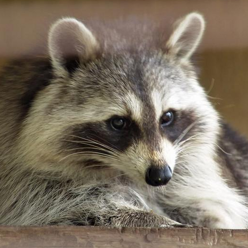 WiseRacoon's profile picture. 