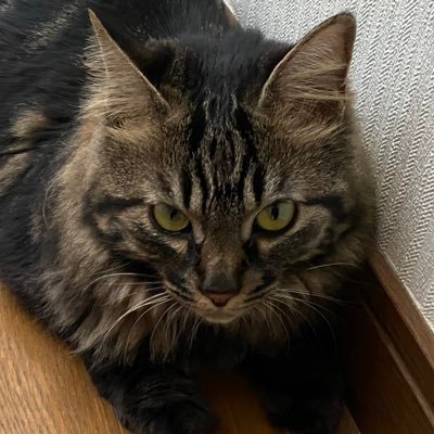 subuo1997's profile picture. 読書と旅が好きなただの人。P活動をしつつ、虹ヶ咲と蓮ノ空も好きで推しています。