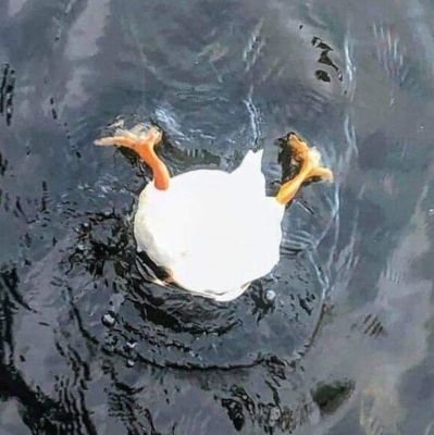 q0o06's profile picture. 일상 극복계!!