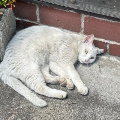 sreymau65288's profile picture. 