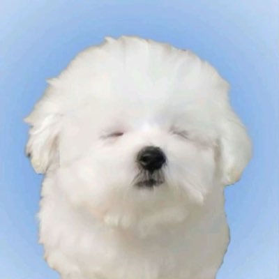 olrugg's profile picture. i like miffy and alucard