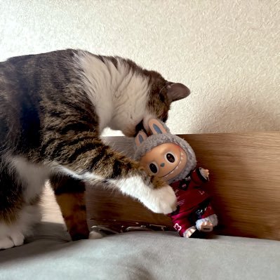 a_______521's profile picture. 猫、時々⚽️。