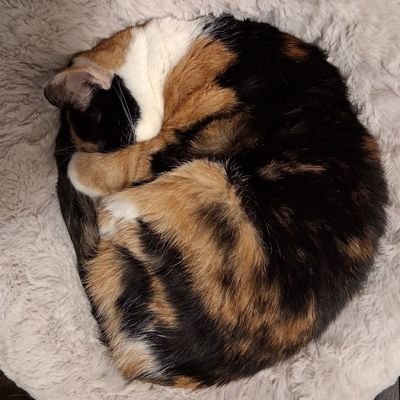 Phoenix_mkvii's profile picture. lvl 36 - she/her - 🧡🤍🩷🏳️‍🌈 - legit certified dumbass🎉 - CaitVi + Polytrix hyperfixes 😍 - Too fucking tired for bullshit from minors👌