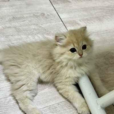 HaohaiSun's profile picture. 