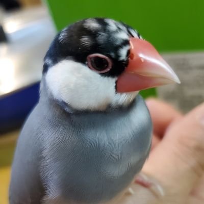 Igonosuke2007's profile picture. 普段は町工場のおっさん🔨
無言フォロー失礼します。
🏯伝統の古式砲術を守るクリプト民。

📈ドコモのTHEO🐶DOGE🚀XRP🪐XLM♦️ETHをコツコツ買い増ししてます。
「ちょーちゃん」は以前飼ってた文鳥の名前。