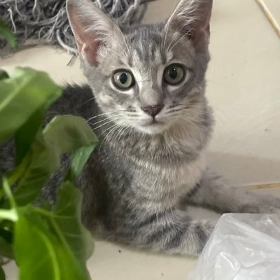 ponyosssisadi's profile picture. Cita-cita: Kaya sholehah dan mengganyang fufufafa