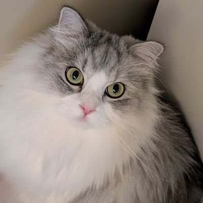 frainbreezee's profile picture. Counting the stars ✨user does not exist anymore ✨ non saffron attendee ✨Gojo’s babe ✨ Kōtarō Bokuto’s girl