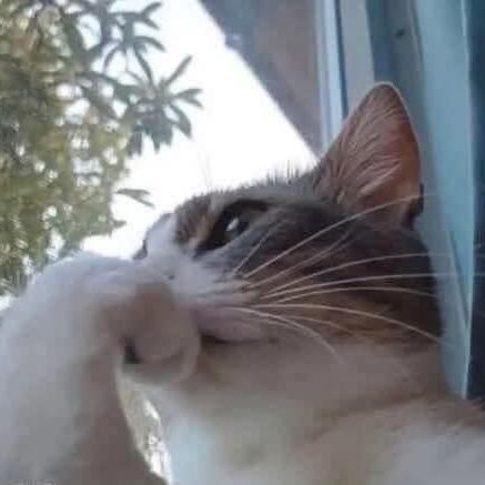 kttkksjaueurri's profile picture. 