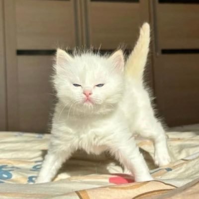 sarrahfzh's profile picture. Universitas Esa Unggul - Law '10