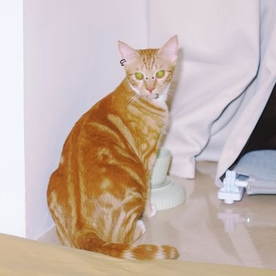 fox_fish__'s profile picture. cuhk cs quant