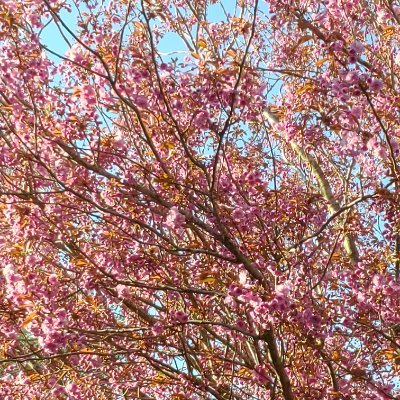 skrebban's profile picture. ”Den enda räddningen är att oryggligt och blint och fanatiskt hålla fast vid demokratin”. 📎