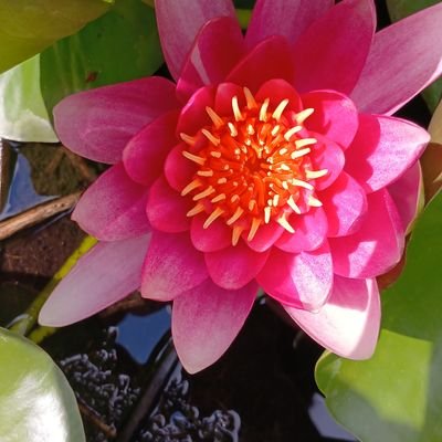 roshani1350's profile picture. گوینده، خبرنگار وفعال حقوق بشر