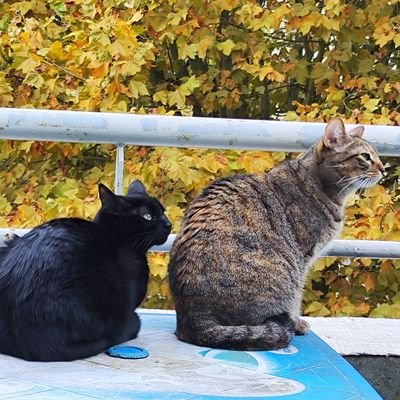 Nelly_Ledolley's profile picture. Passionnée par #Microsoft #Surface #Gaming #Xbox 
Pratique le #Yoga #Taichi #Qigong #Artsmartiaux #Baladepedestre
Fan de #Paris
Grizzly family 😻😸