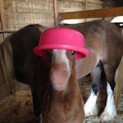 coldcannedbeans's profile picture. #1 aloo gobi fan